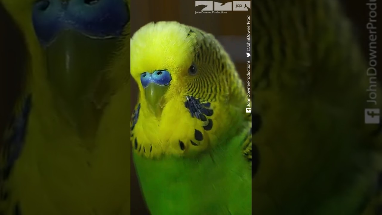 'Disco' The Amazing Talking Budgie