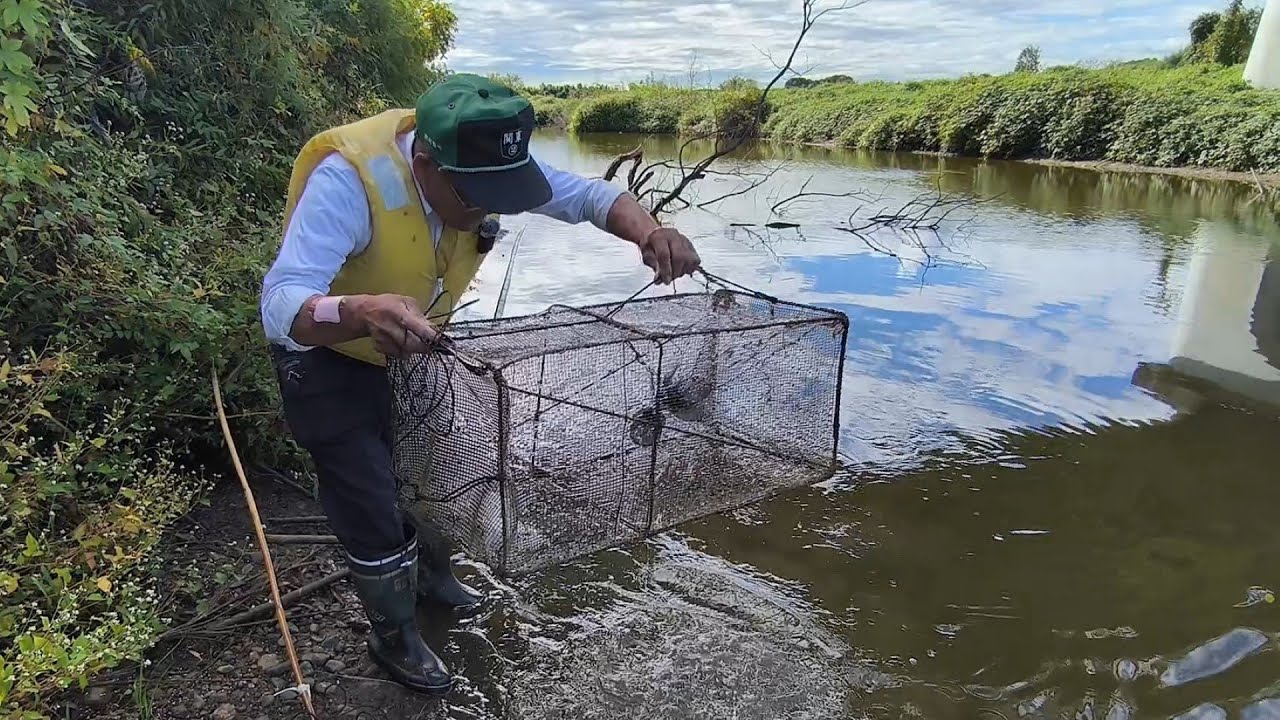 自作のお魚キラーを使いエビを捕ってみた