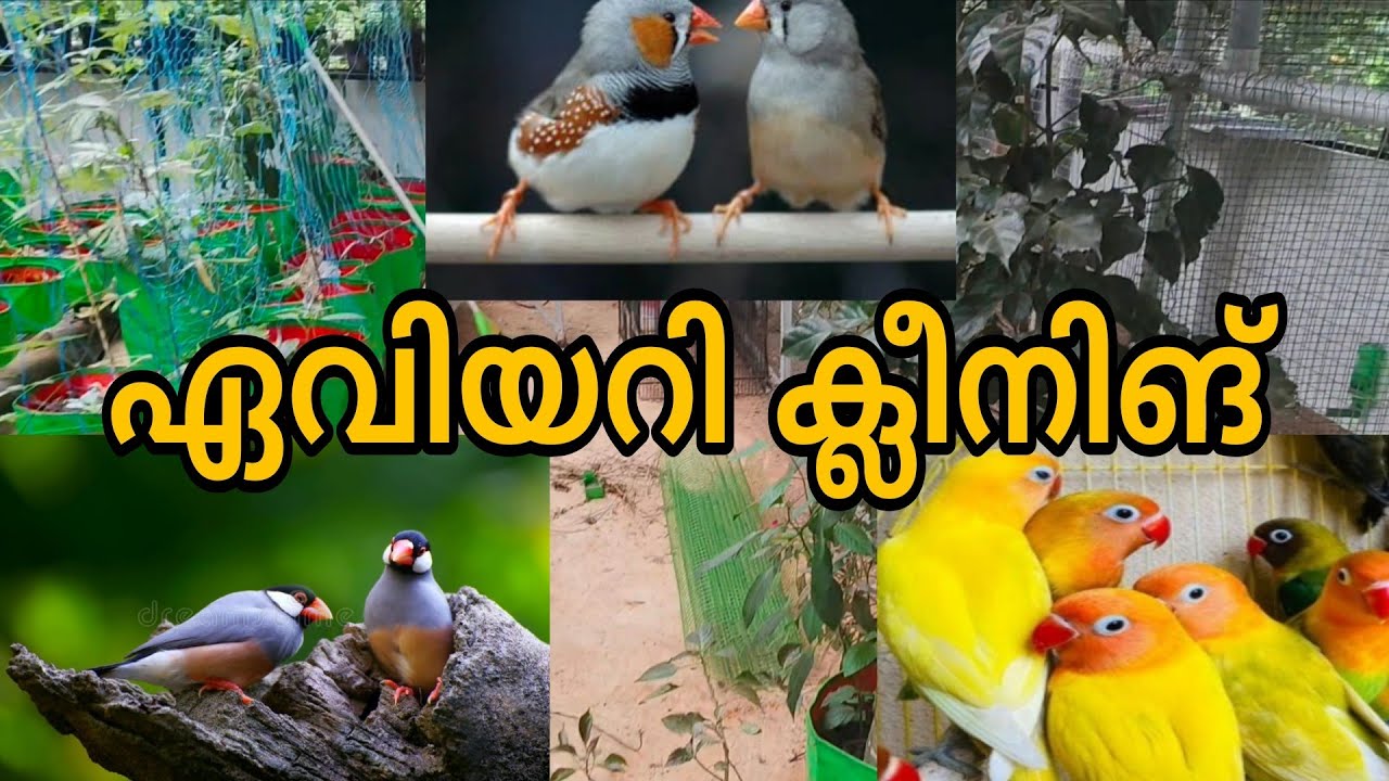 Aviary cleaning 