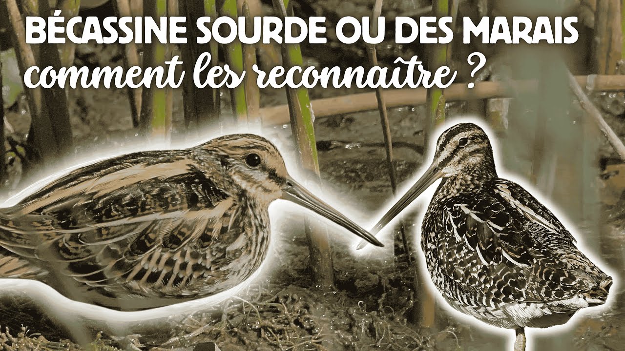91. Bécassine sourde ou des marais ? Comment les reconnaître ?