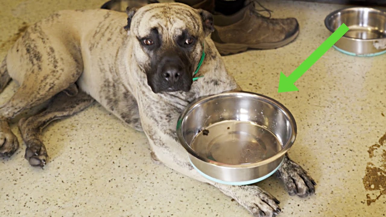 Have You Ever Seen a Dog Eat Like This?