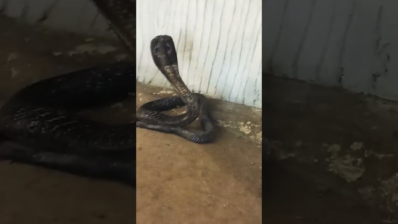 #snakeattack #attack #snakepower #snakesworld #snakeviral #bigsnake #snakeeagle #shahidsnakes