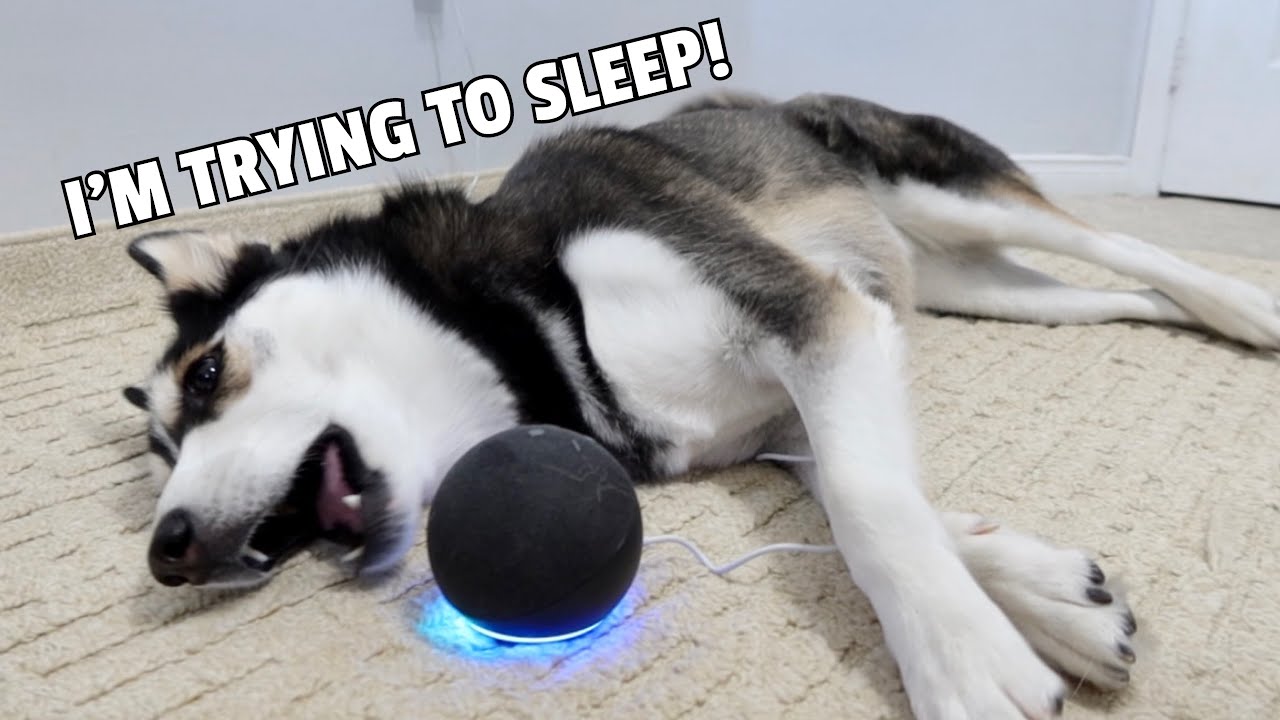 HUSKY Gets Woken Up By ALEXA! (She Gets Mad!)