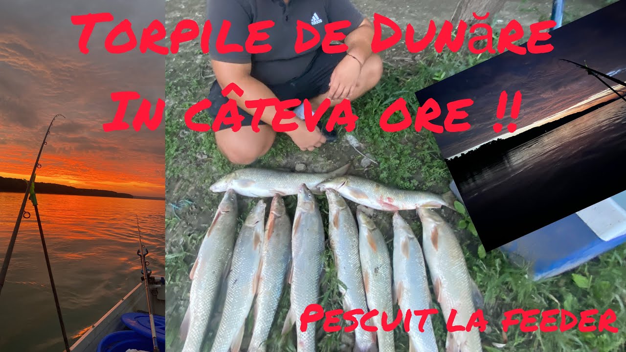 CUSCREEEE...... VEZI CA VINE MREANA! A plecat mreana la sarbi ! TORPILE DE MRENE IN CATEVA ORE !