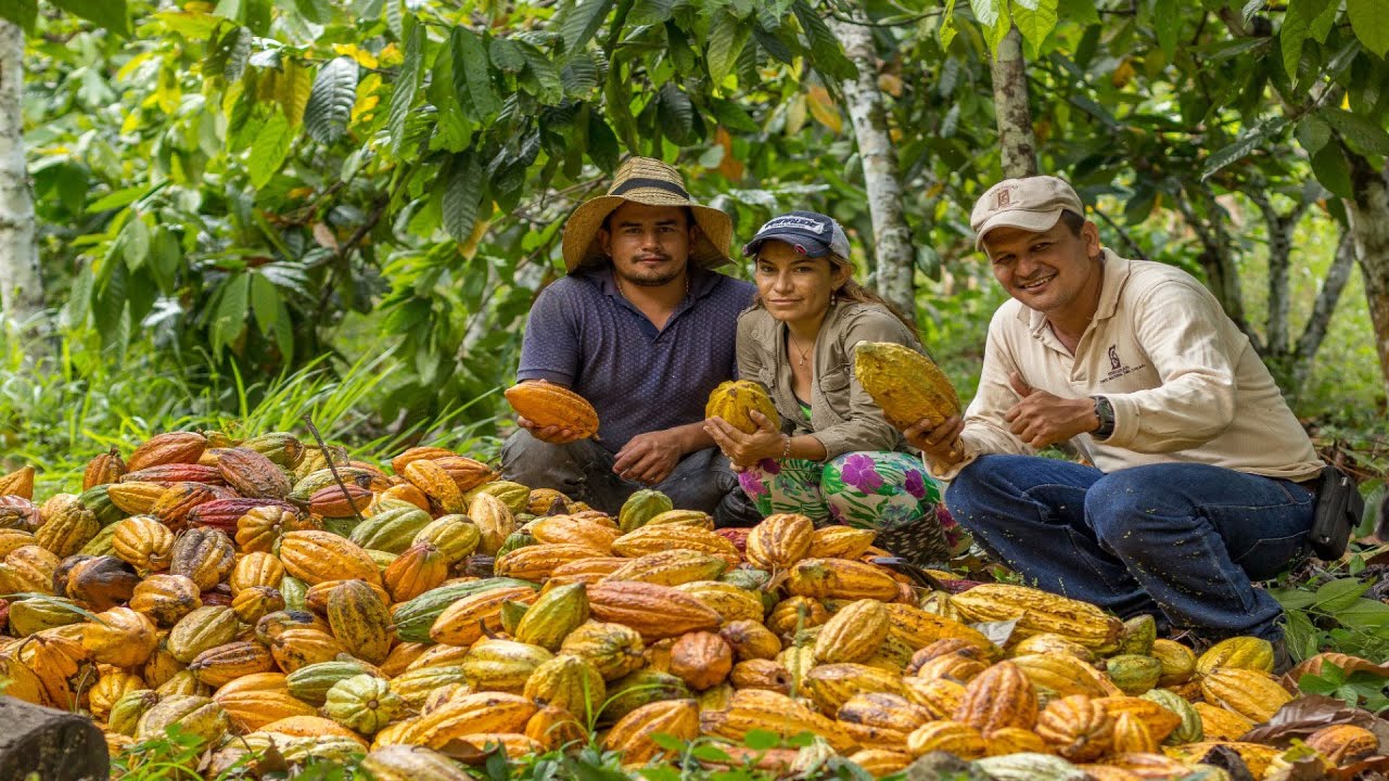 Latin America to grow more cocoa to compete with West Africa