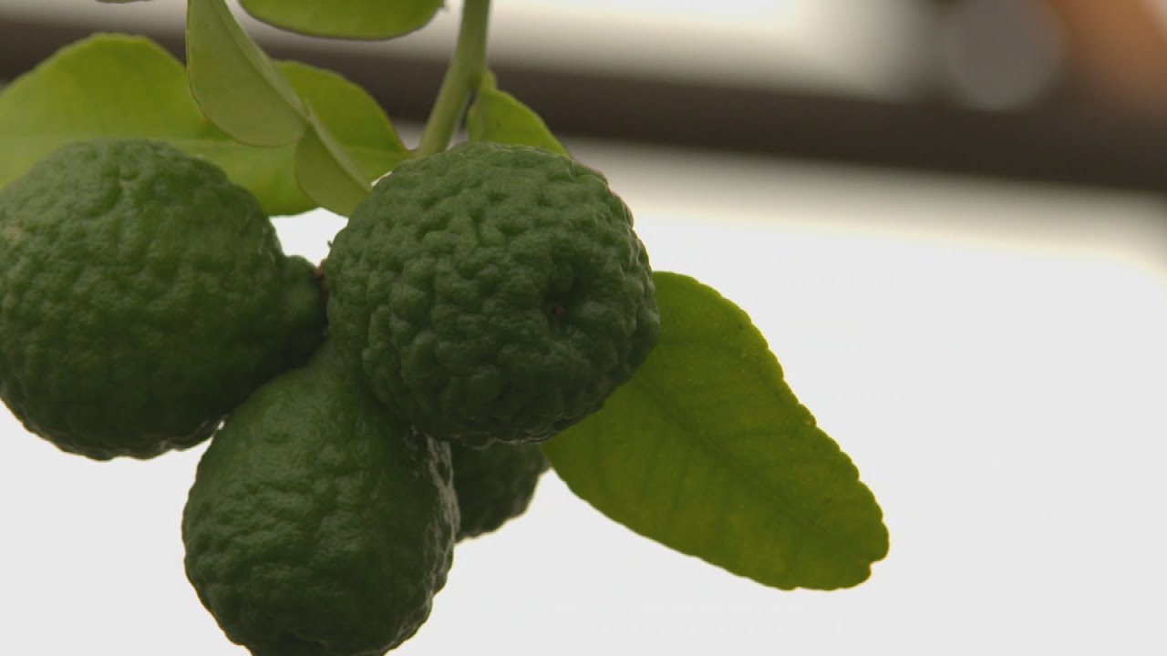 Des agrumes qui poussent au Québec! - L'épicerie