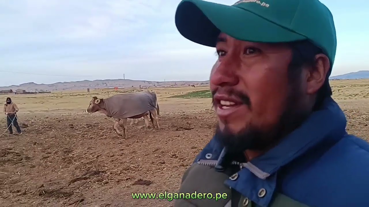 Ganadería en Puno.Retos y Desafíos para los Ganaderos del Altiplano.