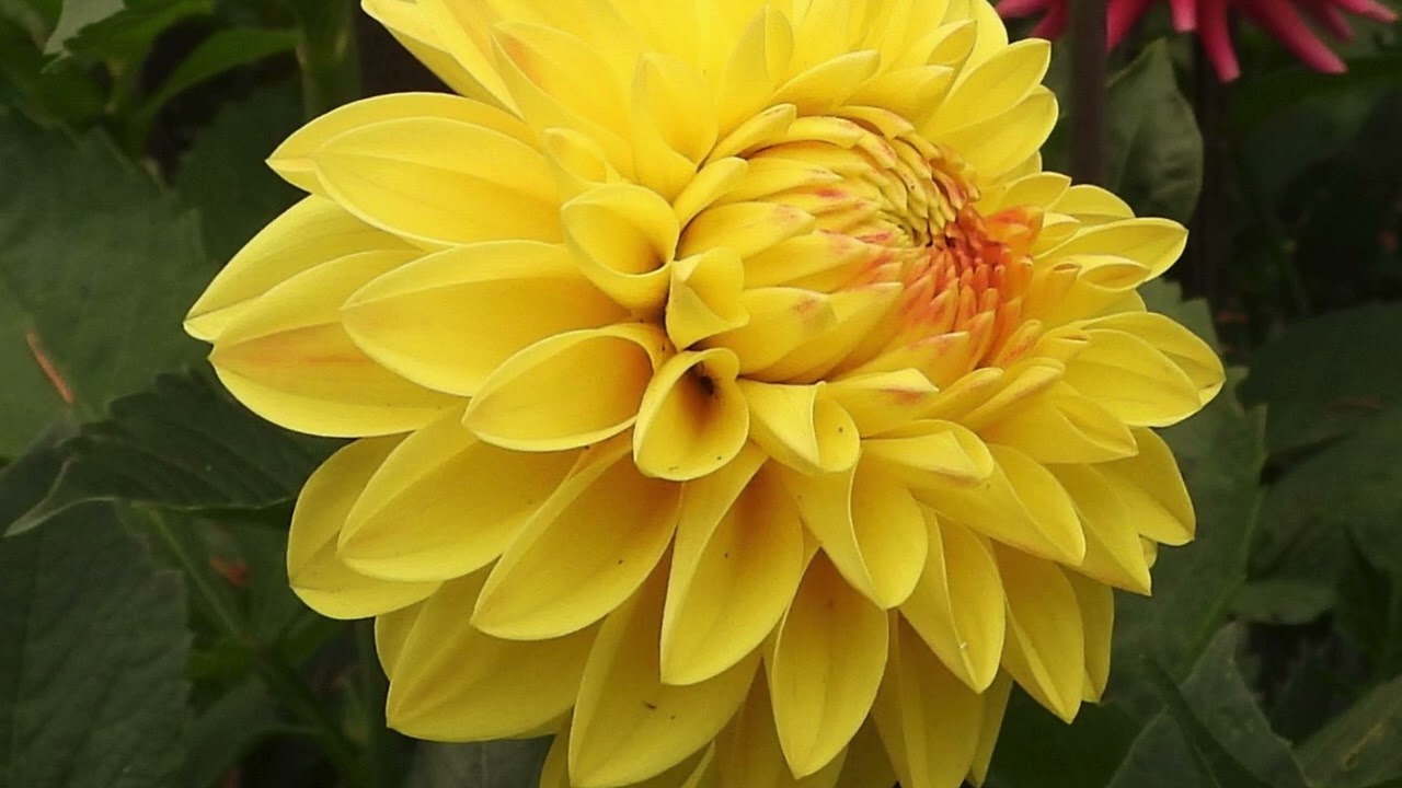 Dahlia Seedlings  'all i do is dream of you'