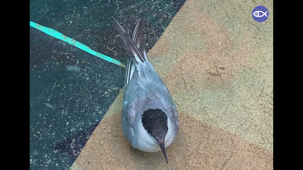 Mo, The Common Tern!