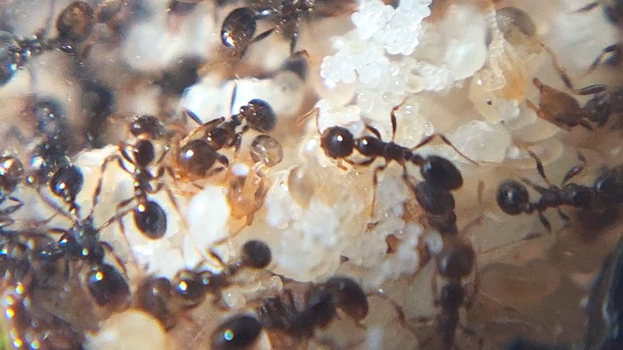 Mudanza Vikinga de mi Colonia mas Grande🔴SOLENOPSIS GEMINATA