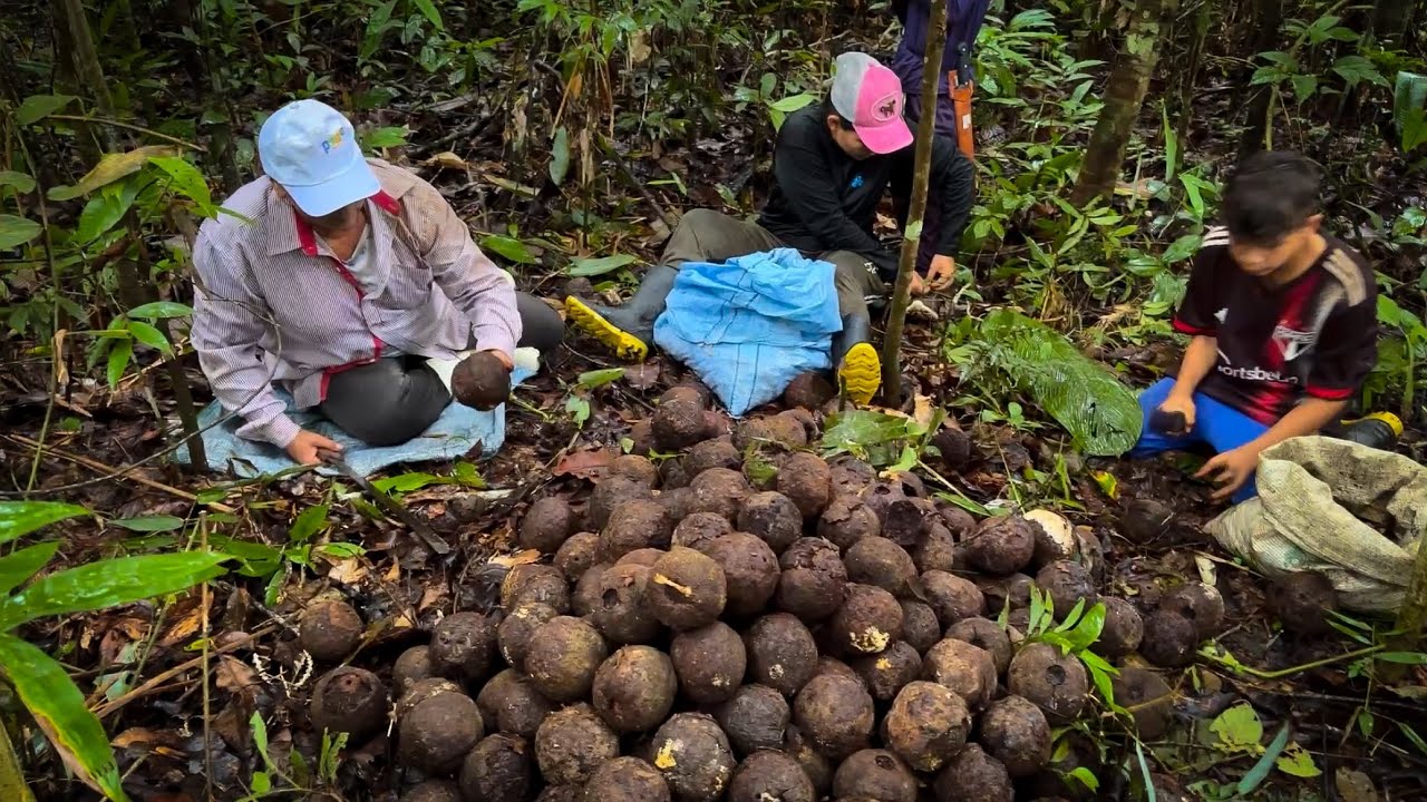 🌳TEMPO DE CASTANHA TRADIÇÃO VIVA NA FLORESTA🌰