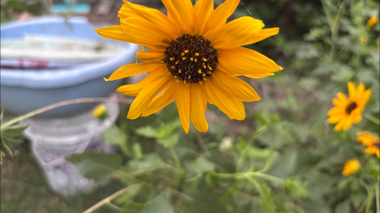 GARDEN TOUR #trending #viral #shorts 