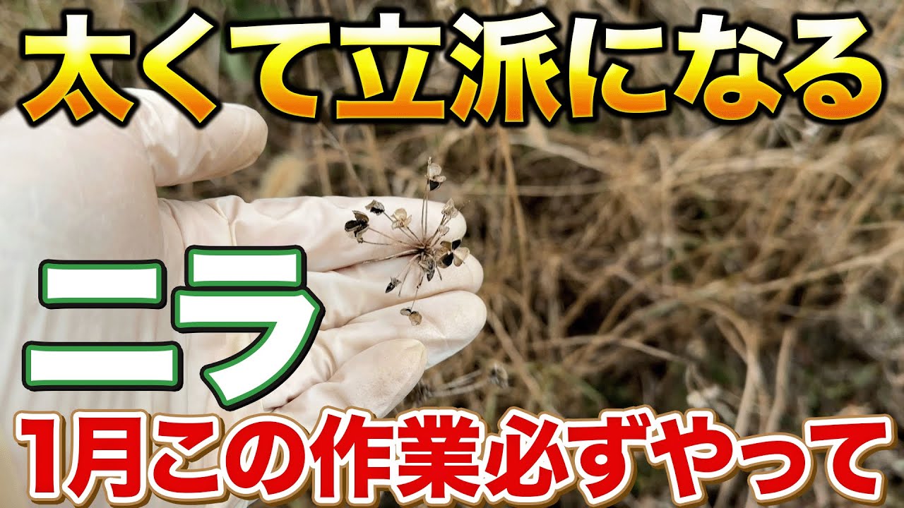 【収穫スピードUP】冬の間にニラにこのお世話することで春先の成長がよくなります！