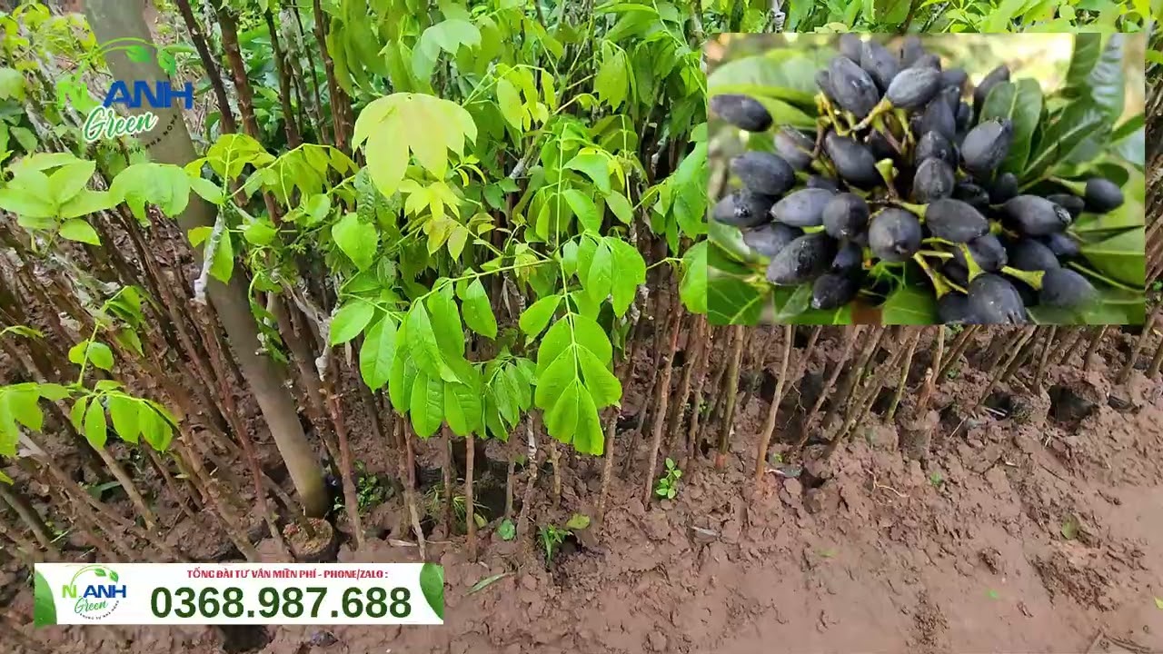 Cung cấp giống Trám Đen ghép chuẩn F1 - Nhanh ra trái sau 2-3 năm