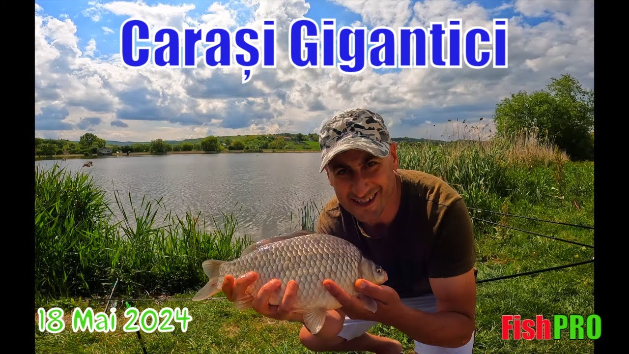 Lacul Suatu Cluj Capturi de Carași Gigantici la Feeder (18 Mai 2024) #pescuit2024