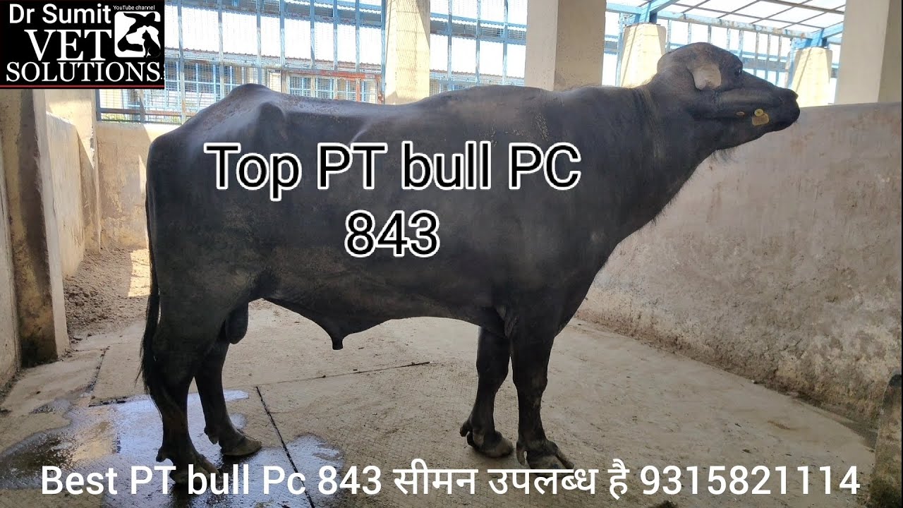 HLDB Progeny tested murhaa bull PC 843 जिसने बहाई ह दूध की नदिया सीमन के लिय संपर्क करे 9315821114