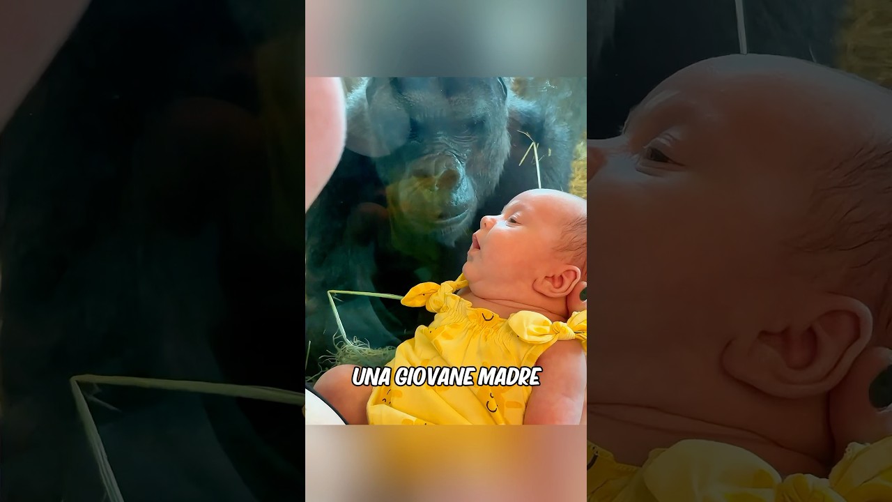 Questa donna ha presentato il suo bambino al gorilla e poi...