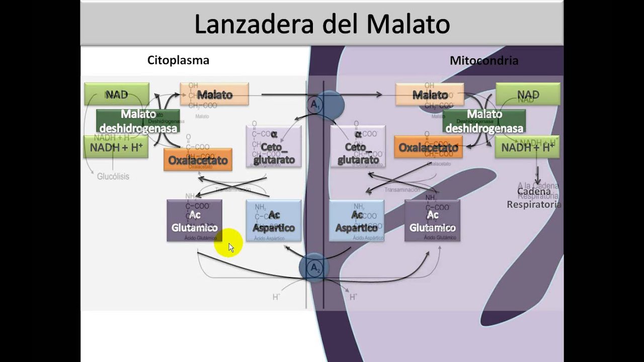Óxido Reducción #3 ⚡️ Lanzadera de Malato y Piruvato Deshidrogenasa