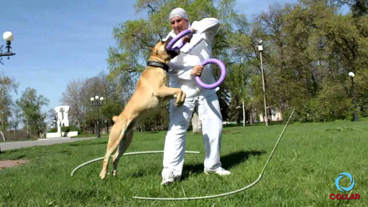 PULLER interactive device for dogs. New Video