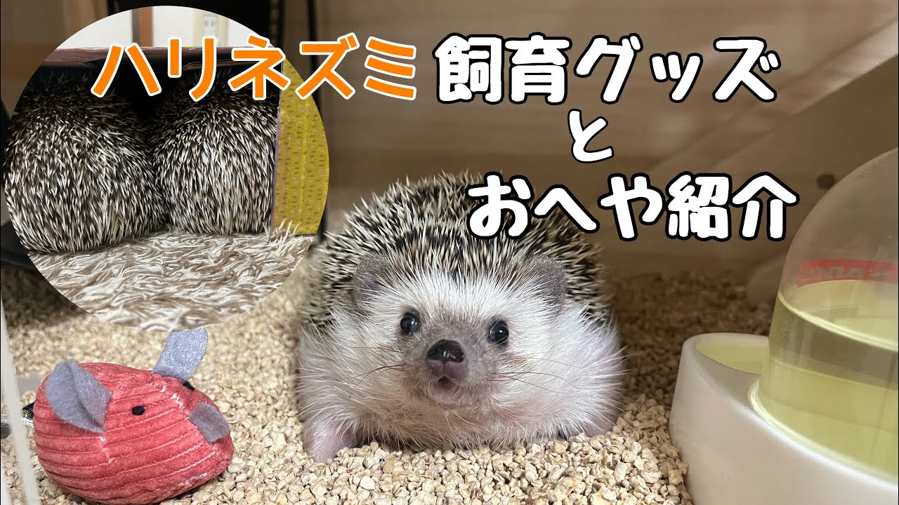 ハリネズミのケージはどれが良い？飼育グッズとお部屋紹介 Hedgehog Breeding Goods(merch)and Rooms