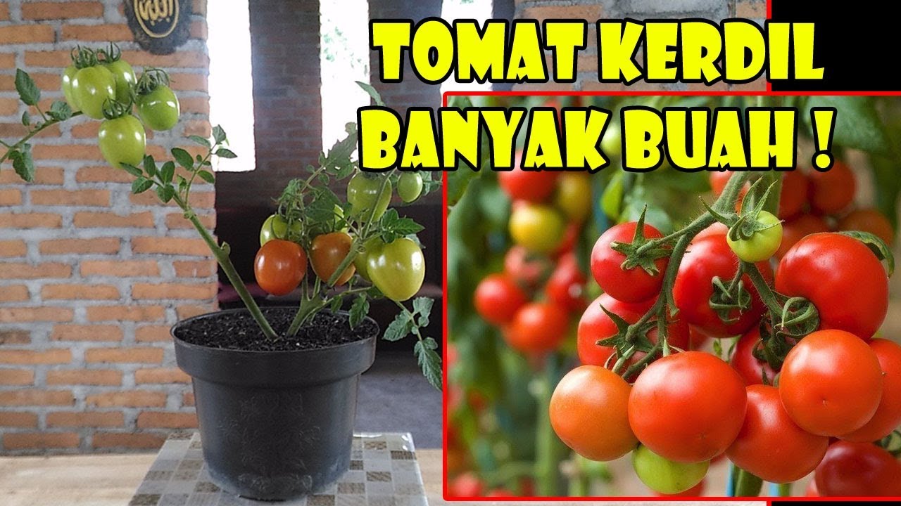 #TIS GRAFTING Tomato ! Jadikan Tomat Kerdil Buah Lebat |Tanam,Semai |How to Propagation Tomato Plant