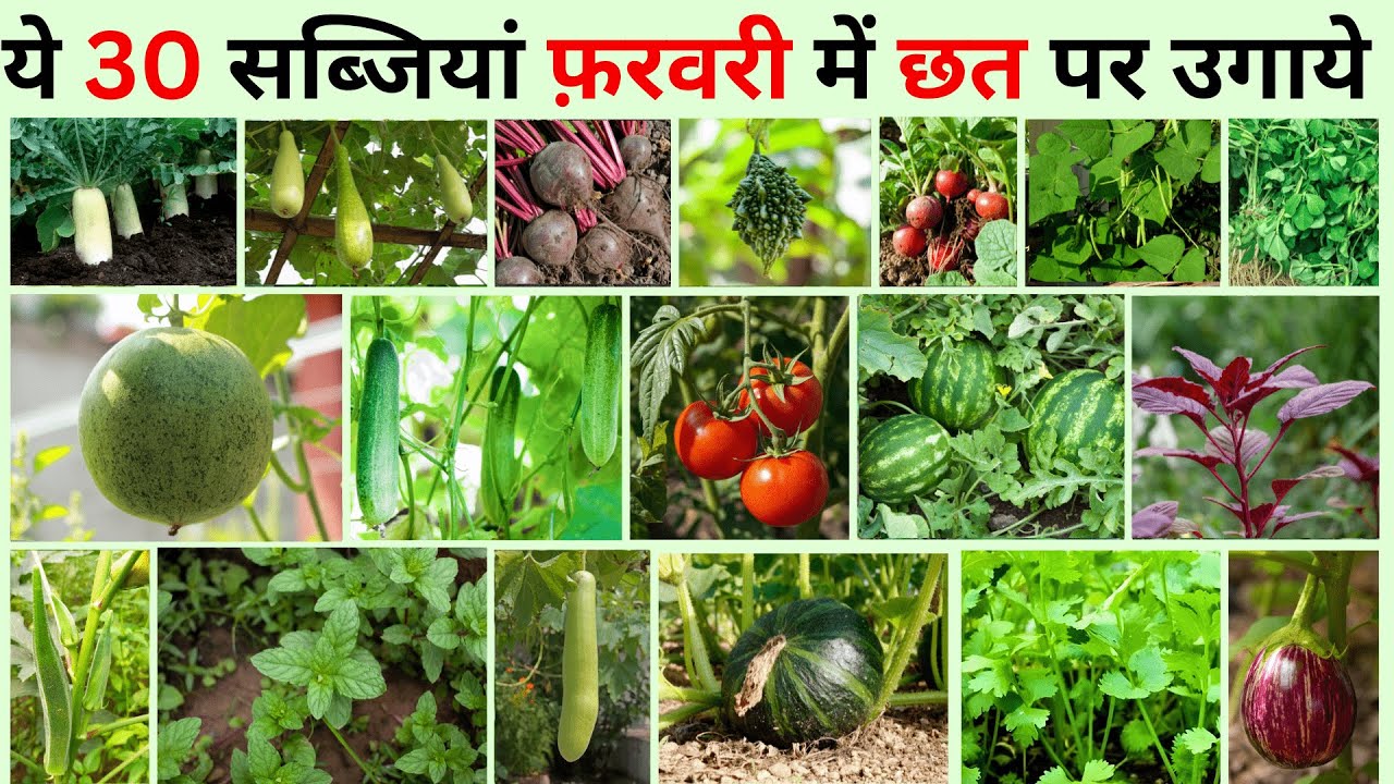 फ़रवरी में उगाई जाने वाली सब्जियां 🍉🥒 Top Summer Vegetables to Grow in February India