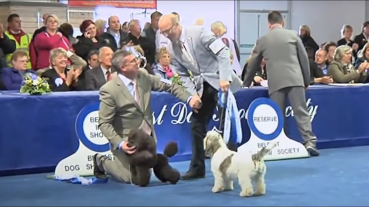 Highlights of Richmond, South Wales & Belfast Dog Shows 2012