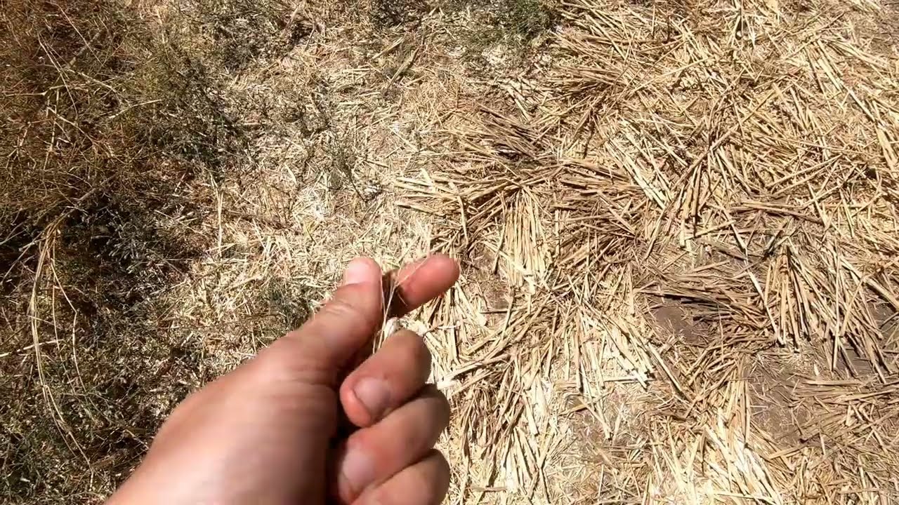 Adaptation in Action: No-till wheat farming in Oregon