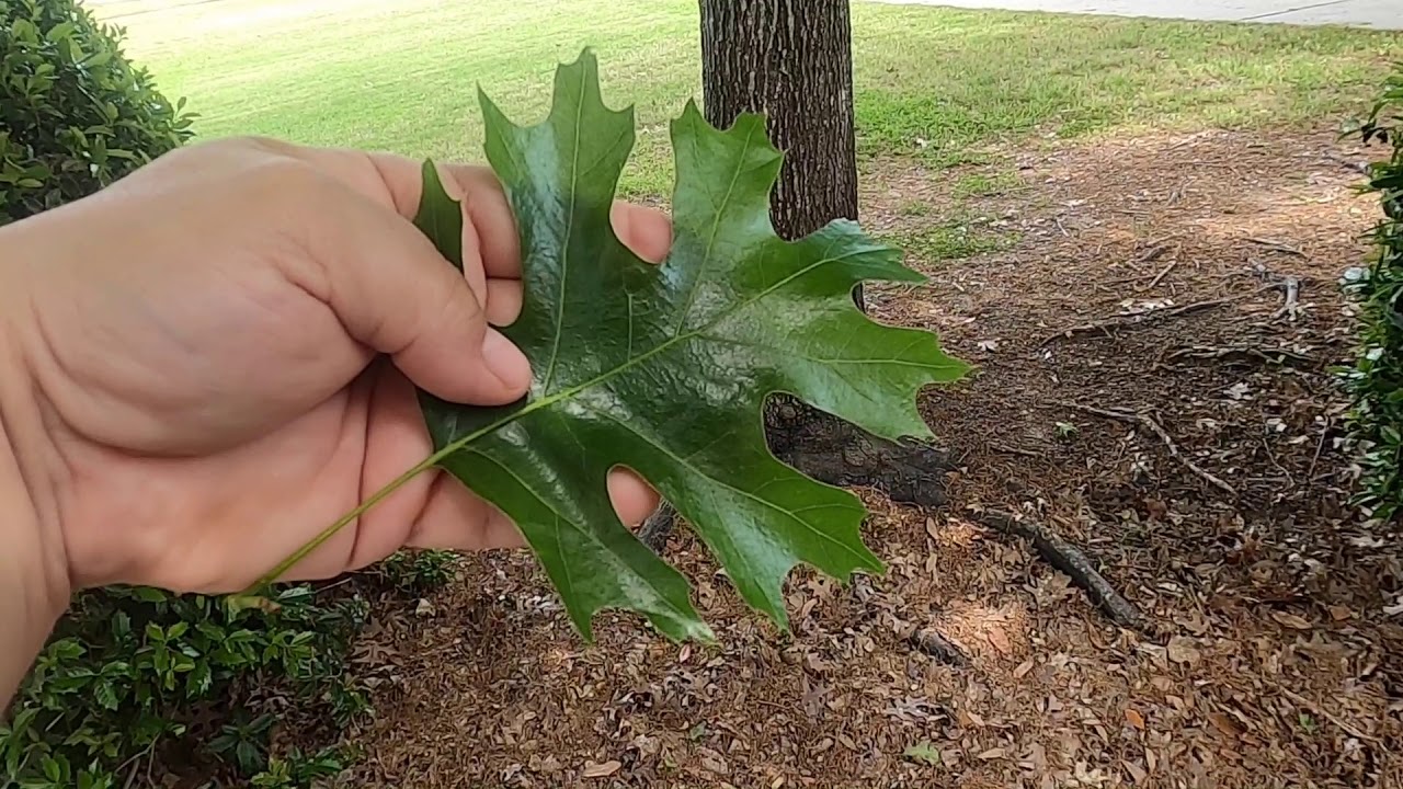 Quercus shumardii vs Quercus texana