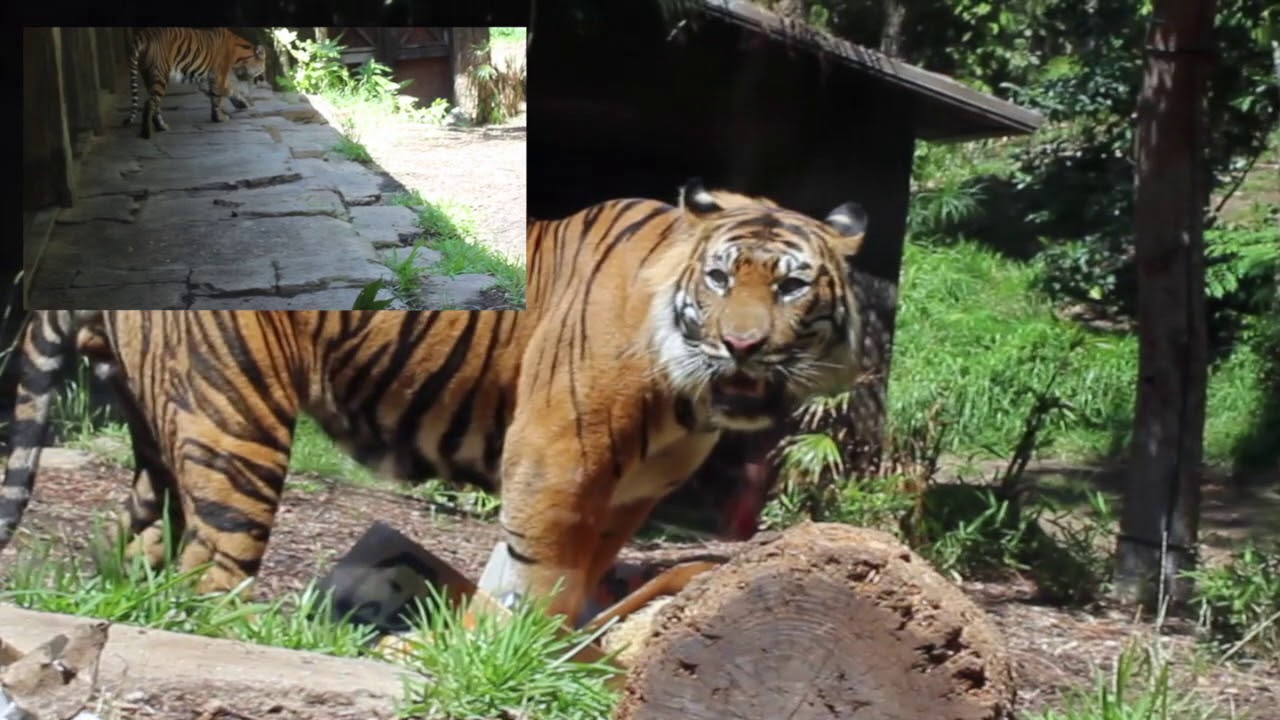 World Tiger Day 2017