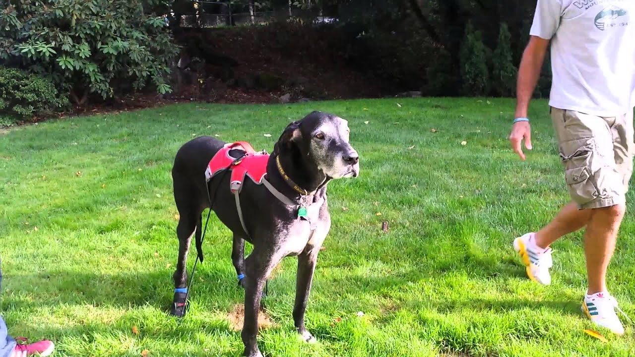 Anti-knuckling device works for Great Dane