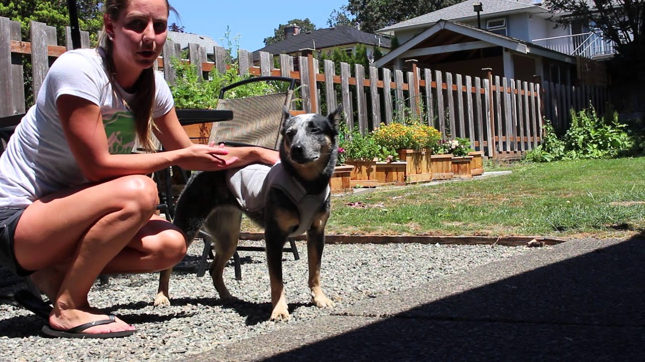 Ruffwear Swamp Cooler