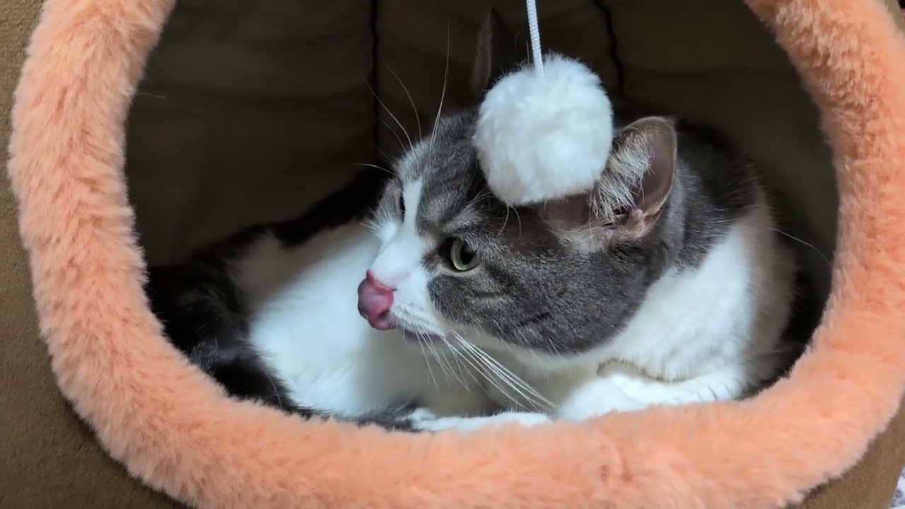 猫と一緒にうたた寝#猫 #ねこ#スコティッシュフォールド #睡眠用