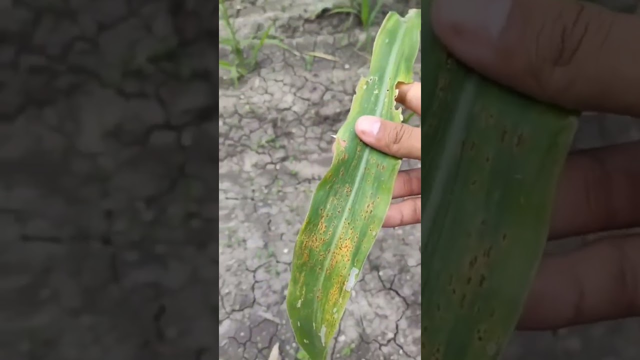 ES DIF&Iacute;CIL ESTUDIAR AGRONOMIA? MIRA ESTE VIDEO PARA SABERLO #shorts #agronomia #parati #foryou #fyp