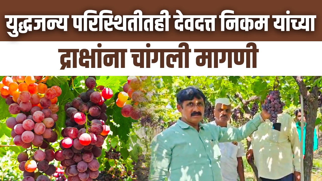 युद्धजन्य परिस्थितीतही देवदत्त निकम यांच्या द्राक्षांना चांगली मागणी #devdattanikam