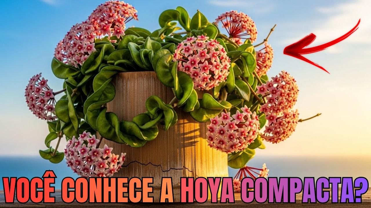 HOYA CARNOSA COMPACTA: CONHEÇA a FLOR de CERA que VAI ser TENDÊNCIA em 2026!