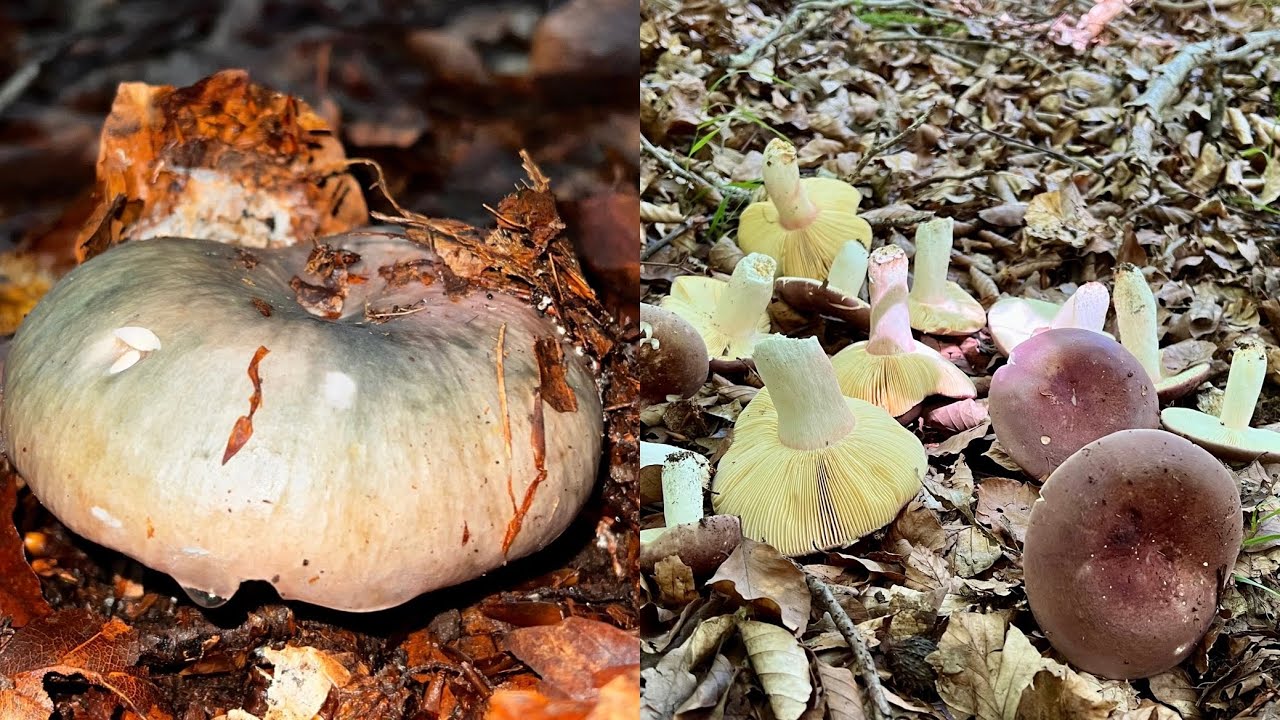 Setas en verano, finales de Julio de 2025  (Russula vesca, cianoxhanta, rebozuelo) 🍄🍄