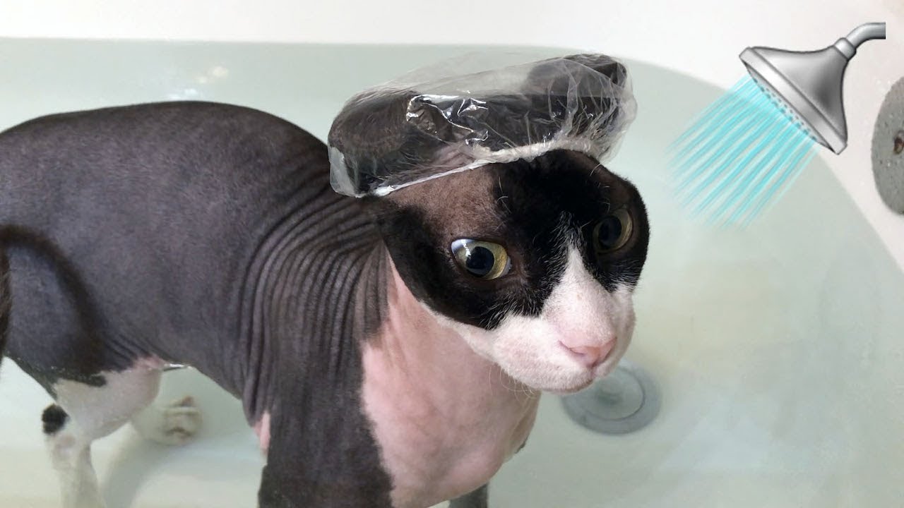 Sphynx Cat Takes a Bath with Tiny Shower Cap 🛁