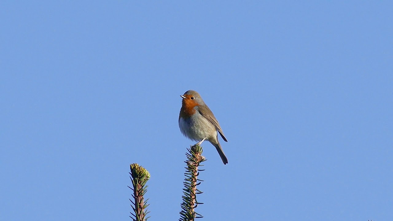 R&oslash;dhals / European Robin (Erithacus rubecula)