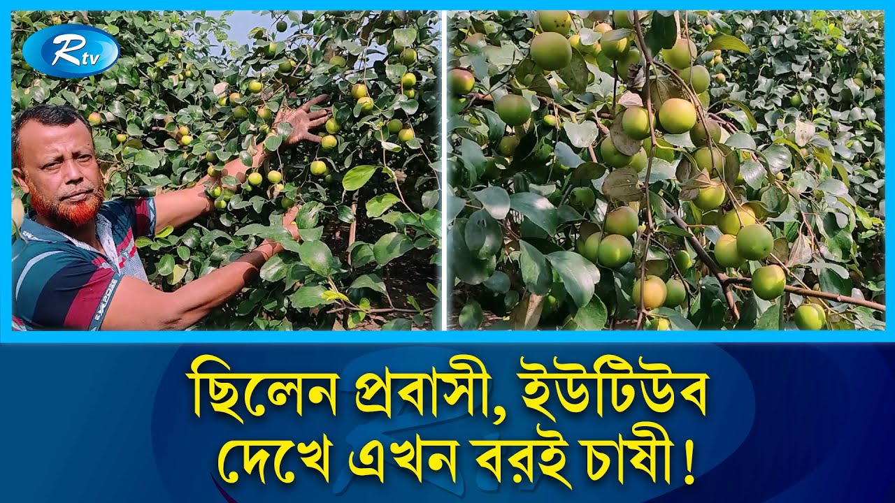 প্রবাস ফেরত জাকিরের স্বপ্নের বরই বাগান | Farming | Rtv News
