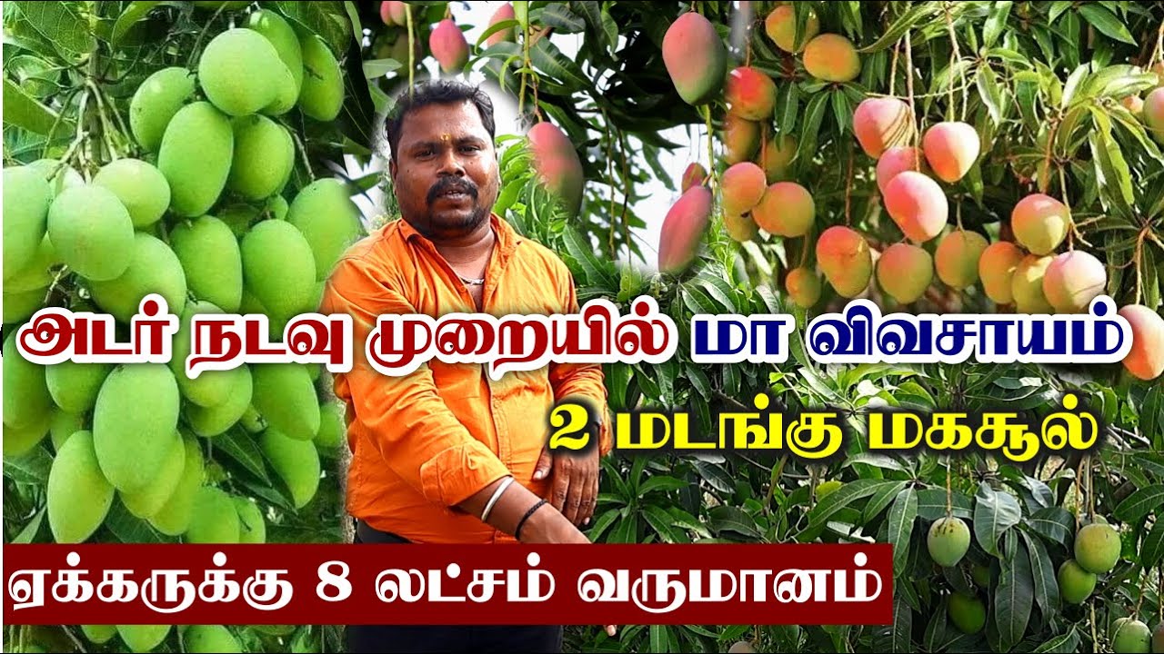 அதிக மகசூல் தரும் அடர்நடவு முறை மா சாகுபடி | 2 மடங்கு மகசூல் | Mango Harvesting Techniques