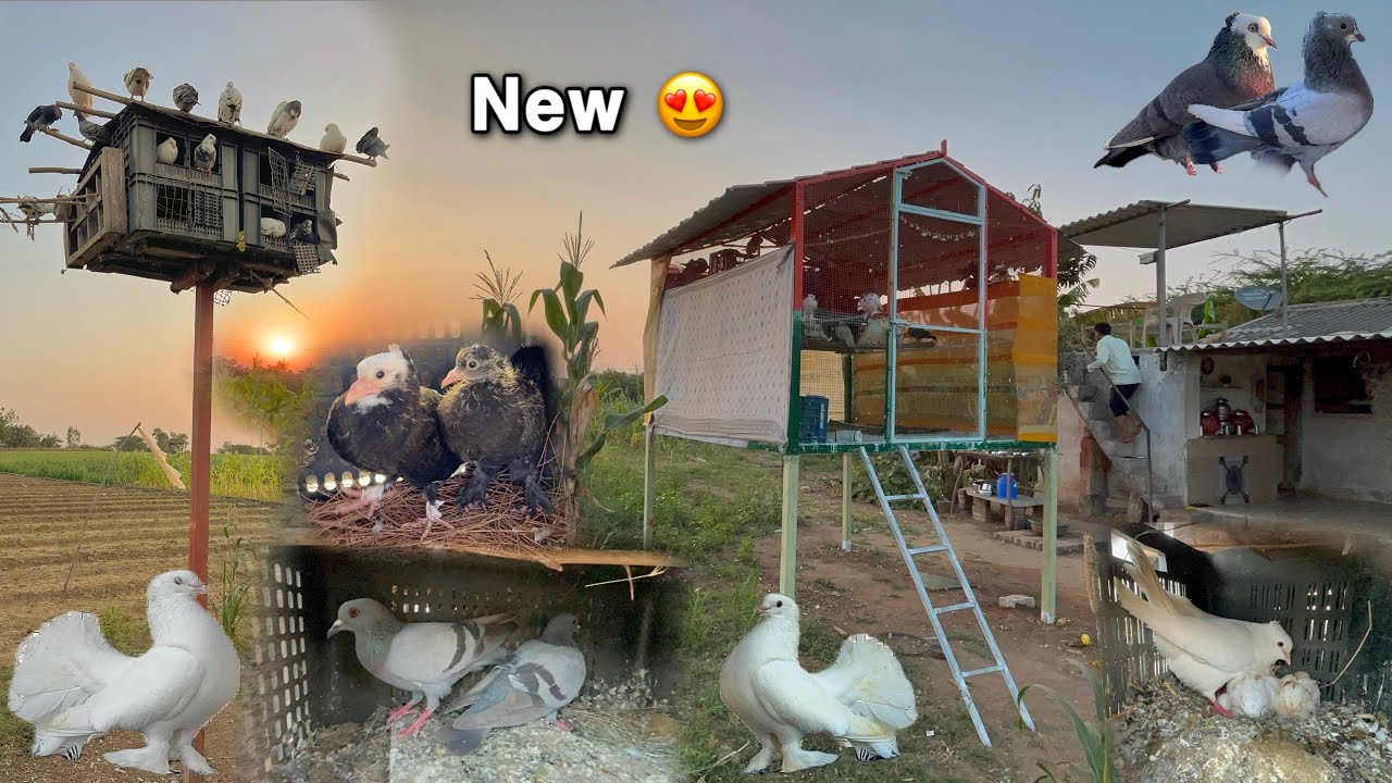 New joda tranfr kar diya 😍 || kabutar ni jodi badlavi