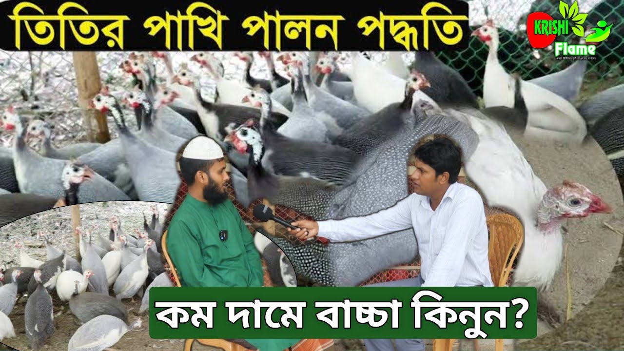 তিতির পাখি পালন পদ্ধতি ~ বিভিন্ন বয়সের বাচ্চার দাম জানুন...Titir birds Farm in bd
