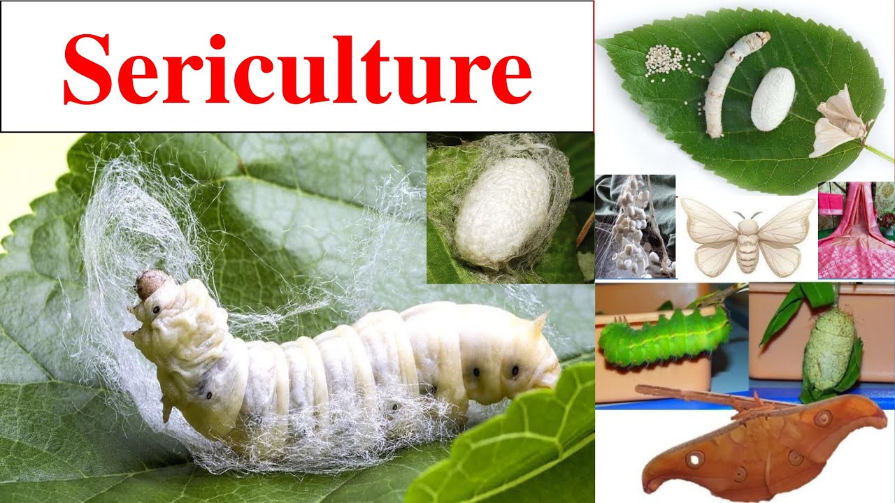 Sericulture | Sericulture History | Classification of silk worm | Life cycle of Bombyx mori