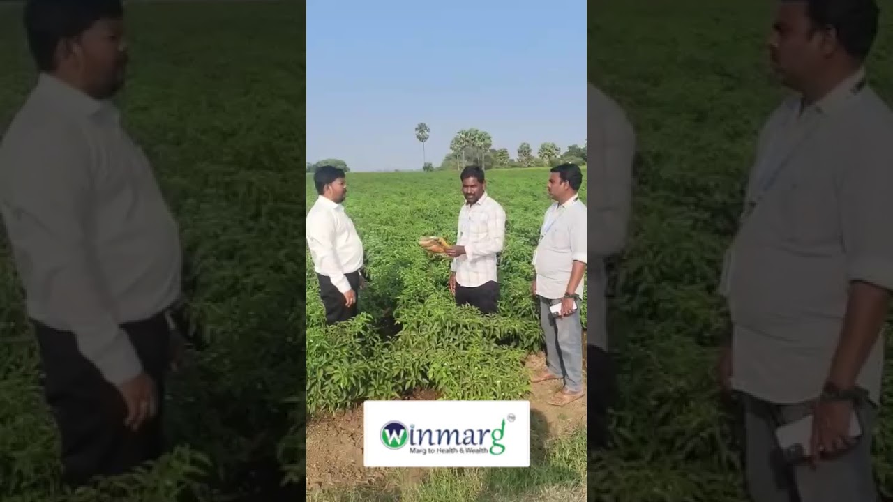 Winmarg KisanMarg Results In Mirchi Crop.