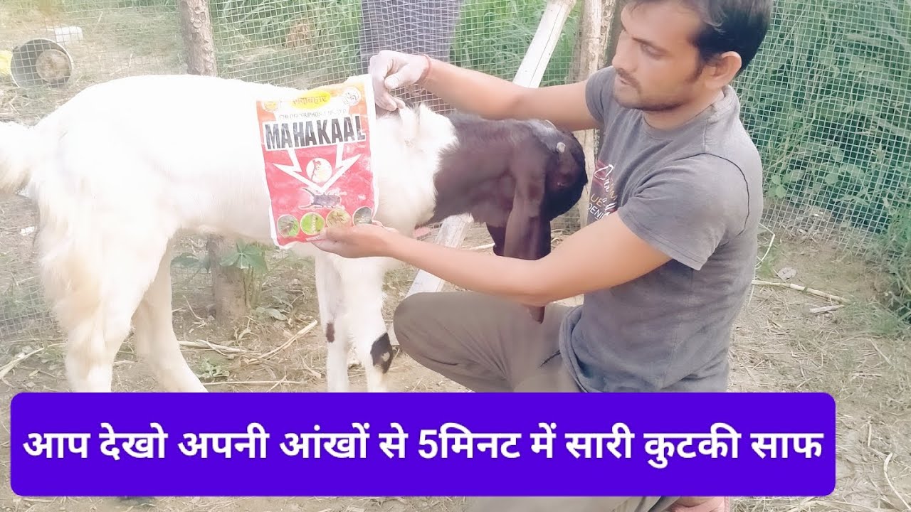 बकरी मे पड़ने वाली कुटकी,किलनी चमोकन की बेहतरीन दवा #Vivek goat form jaunpur up 6394832439