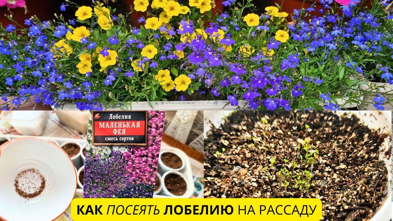 Самый Классный способ посева ЛОБЕЛИИ - всходы 100%👍👍👍