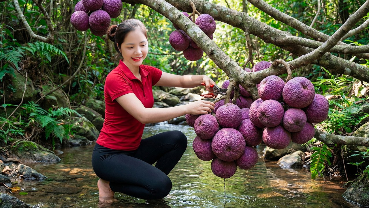 Harvesting 1000+ Roxburgh fig Go To Market Sell, Make Sweet and Sour Pickled Mango Golden & Crunchy