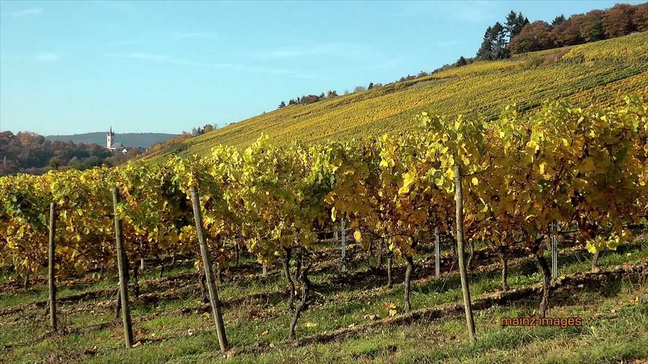 Der Rheingau im goldenen Herbst / The Rheingau region in golden autumn HD (Trailer)