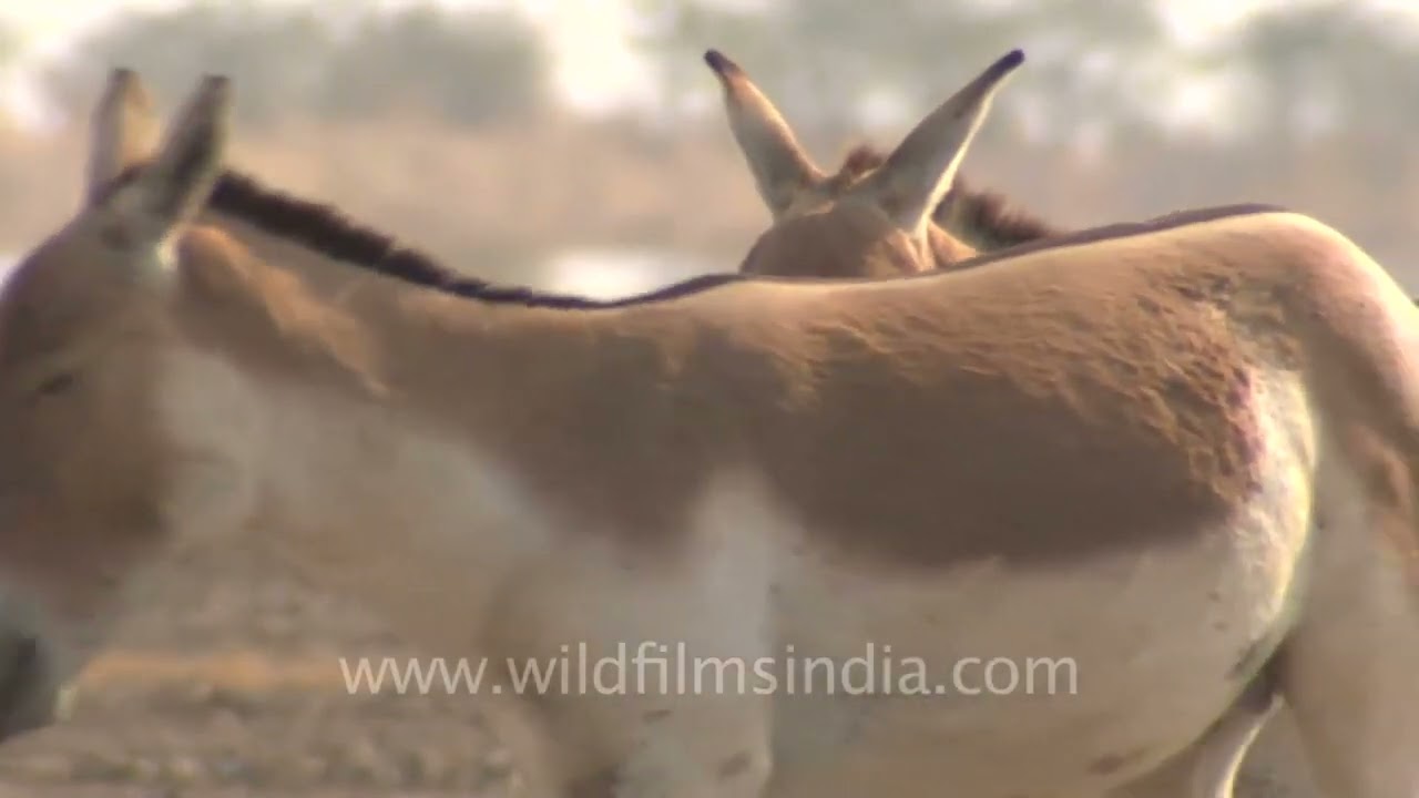 Even the bad guys need to relax, Wild Asses in Gujarat